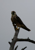 Hobby - Falco subbuteo - Alcotn - Falc Mostatxut