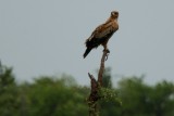 Tawny eagle - Aquila rapax - Aguila Rapaz