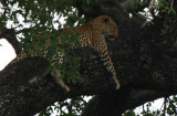 Leopard - Leopard