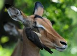 Young Oxpecker feeding at an Impalas eye