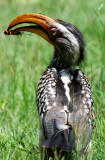 Southern Yellowbilled Hornbill - Tockus leucomelas - Feeding Chick