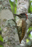 Woodpecker - Pito - Picot