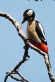 Great Spotted Woodpecker - North African race - Dendropocos major numidus