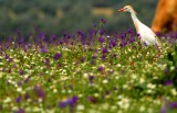 Cattle egret in the flowered spring in Doana - Esplugabous