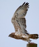 Short toed snake eagle - Circaetus gallicus - Aguila culebrera - guila Marcenca