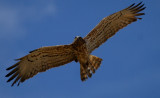 Short toed snake eagle - Circaetus gallicus - Aguila culebrera - guila Marcenca