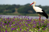 White stork in the flowered spring in doñana
