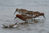 Curlews sandpipers in different plumages