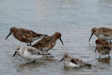 Two Sanderlings (bottom) and four Curlew Sandpipers