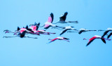 Flamingos in flight