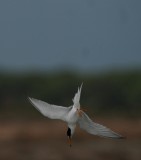 Little Tern - Sterna albifrons - Charrancito - Xatrac menut