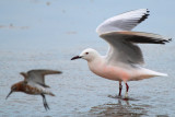 Slender billed gull in flight - Larus genei - Gaviota picofina - Gavina capblanca