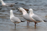 Slender billed Gulls doing the nuptial dance - Larus genei - Gaviota picofina - Gavina capblanca