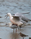 Slender billed Gulls doing the nuptial dance and copulating - Larus genei - Gaviota picofina - Gavina capblanca