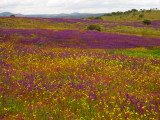 Flowers in Andalucia