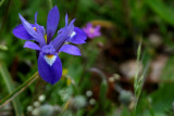 Small blue iris
