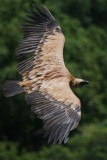 Griffon Vulture - Gyps fulvus - Buitre leonado - Voltor Com