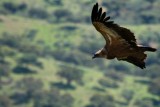 Griffon Vulture - Gyps fulvus - Buitre leonado - Voltor Com