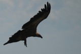 Griffon Vulture - Gyps fulvus - Buitre leonado - Voltor Com