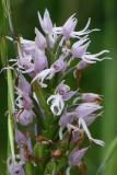 Italian man orchid