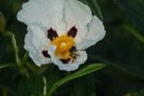 Bee on a Gum Cistus