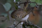 Bonelli's Warbler - Phylloscopus bonelli - Mosquitero papialbo - Mosquiter Pàl·lid