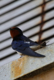 Barn swallow - Hirundo rustica