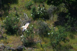 Egyptian vulture - Neophron percnopterus