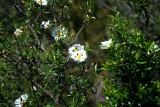 Ladanifer or Gum Cistus - Cistus ladanifera - Jara - Estepa