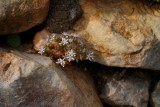 Flower in a stone wall