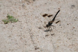 Banded Grounling - Brachythemis leucosticta -