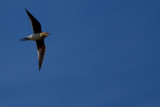 Collared pratincole - Glareola pratincola - Canastera - Perdiu de Mar