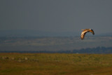 Great Bustard - Otis tarda - Avutarda - Pioc Salvatge