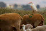 Cattle egret - Bubulcus ibis - Garcilla bueyera - Esplugabous