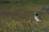 Little Bustard - Tretrax tetrax - Sisn - Sis