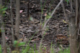 Red-necked Nightjar - Caprimulgus ruficollis - Chotacabras pardo - Siboc