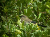 Azores Bullfinch - Pyrrula murina - Camachuelo de la Azores - Pins Borroner de las Azores