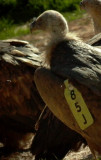 Griffon Vultures - Gyps fulvus - Voltor com - Buitre leonado - Gsegrib