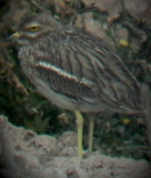 Stone Curlew - Burhinus oedicnemus -Torlit - Alcaravan - Triel