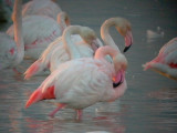 Greater Flamingo - Phoenicopterus ruber - Flamenco - Flamenc