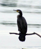 Great Cormoran - Phalacrocorax carbo - Cormorn - Corb Mar Gros