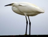 Little Egret - Egretta garcetta - Garceta comn - Martinet Blanc