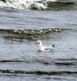 Slender-billed Gull - Larus genei - Gaviota Picofina - Gavina Capblanca