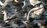 Black-headed Gull - Larus ridibundus - Gaviota reidora - Gavina riallera