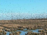 Starlings - Sturnus - Estorninos - Estornells