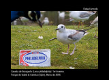 Bonaparte's Gull - Larus philadelphia - Gaviota de Bonaparte - Gavina de Bonaparte