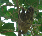 Sloth II