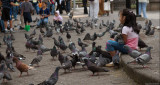 Feeding pidgeons II