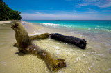 Pulau Weh. Samur Tigur