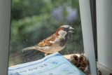 Bird on the Window Sill